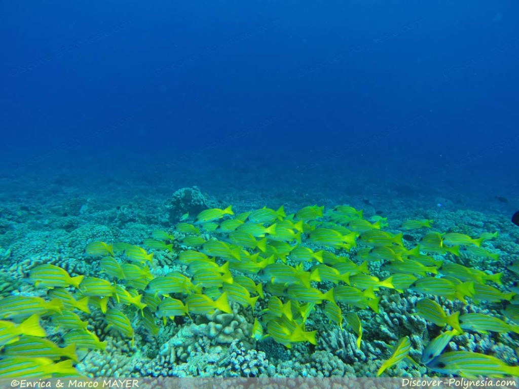 Catamarano in Polinesia, fondali delle Tuamotu