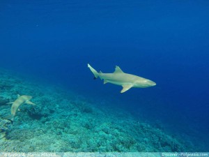 Crociera a Fakarava-Tuamotu