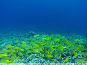 Crociera a Fakarava-Tuamotu