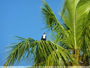 Tikehau -Tuamotu  