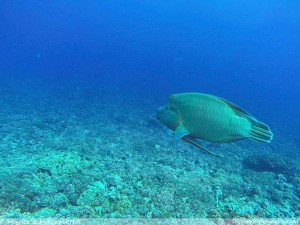 Gli atolli delle Tuamotu - Polinesia 